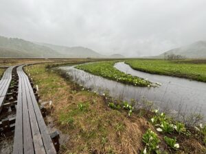 尾瀬ヶ原、下の大堀川の水芭蕉群生地